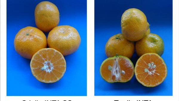 alt="en la fotografía, dos nuevas variedades de mandarina desarrolladas por el inta concordia"