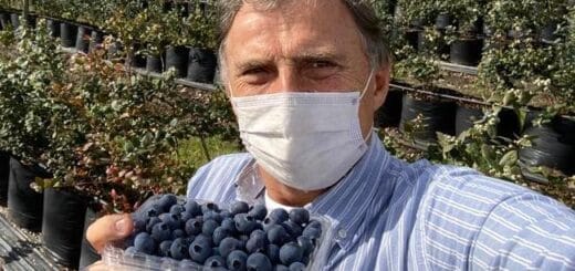 alt="en la fotografía puede verse a un hombre con barbijo, sosteniendo una bandeja con arándanos en su mano derecha; detrás, plantas de arándanos en un invernadero"