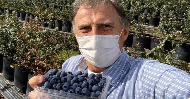 alt="en la fotografía puede verse a un hombre con barbijo, sosteniendo una bandeja con arándanos en su mano derecha; detrás, plantas de arándanos en un invernadero"