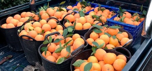 alt="en la imagen pueden verse 10 recipientes con frutas cítricas, en la parte trasera de una camioneta"