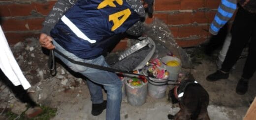alt="un policía federal con un perro adiestrado para buscar drogas inspecionan un lugar donde hay varios recipientes, al fondo un muro"