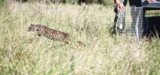 alt="en la imagen puede verse a un gato montés saltando entre pajonales al ser liberado de una jaula que está a la derecha de la fotografia"