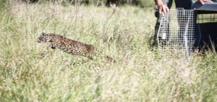 alt="en la imagen puede verse a un gato montés saltando entre pajonales al ser liberado de una jaula que está a la derecha de la fotografia"