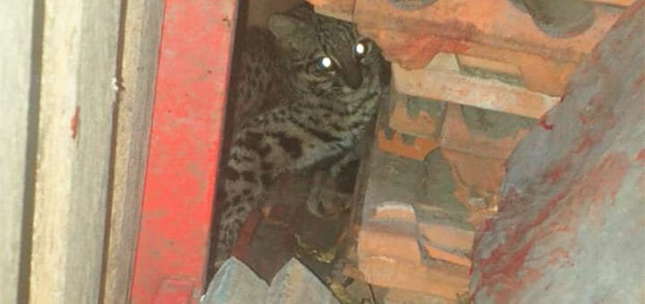 alt="en la imagen puede verse un gato montés escondido en una casilla de gas"