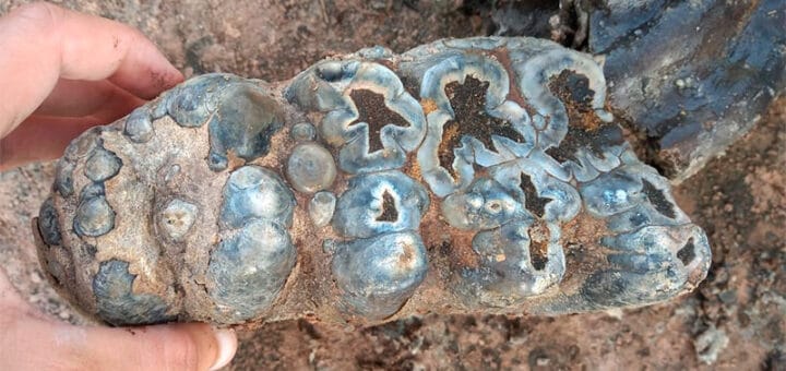 alt="en la imagen, se muestra un fragmento de restos fósiles"