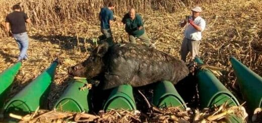 alt="en la imagen, un jabalía atrapado por una cosechadora, detrás cuatro hombres y al fondo un sembradío de maíz"