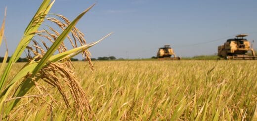 alt="en la fotografía puede vverse, en primer plano, un campo sembrado con trigo; al fondo, dentro del mismo campo, dos máquinas agrícolas"