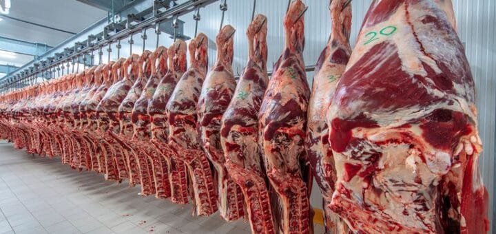 alt="en la imagen, medias reses colgadas de ganchos en un frigorífico"