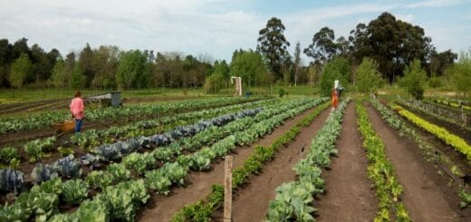 alt="en la imagen, una huerta y personas trabajando en ella"