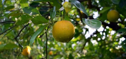alt="en la imagen puede verse a varios frutos cítricos en las ramas de los árboles"