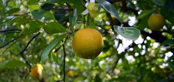 alt="en la imagen puede verse a varios frutos cítricos en las ramas de los árboles"