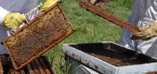 alt="en la imagen, visión parcial de dos apicultores manipulando una colmena"