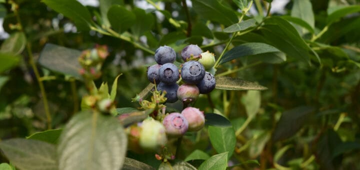 alt="en la imagen, frutos de arándano en la planta"