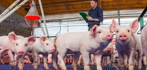 alt="en la imagen, cerdos pequeños en una granja y un hombre realizando anotaciones"