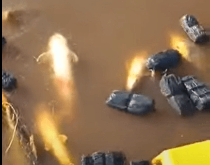 alt="en la imagen se ve a varios dorados atrapados en redes en el río Uruguay"