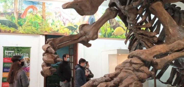 alt="en la imagen puede verse un sector de una sala en el Museo de Antropología y Ciencias Naturales de Concordia"