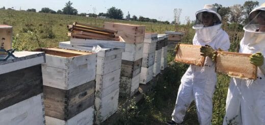 alt="en la imagen puede verse a dos apicultores trabajando junto a una fila de colmenas"