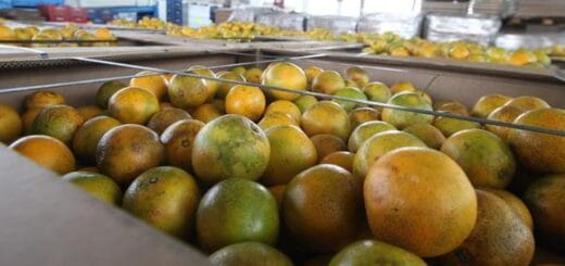 alt="Durante la campaña 2020 el Perú logró exportar un total de 268.000 toneladas de cítricos"