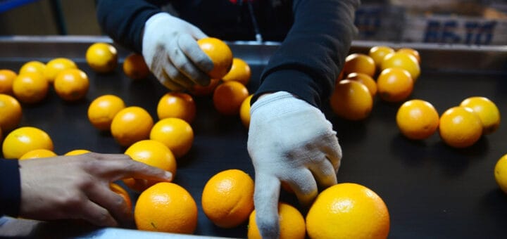 alt="en la imagen puede verse a frutas cítricas siendo seleccionadas por las manos de dos trabajadores"