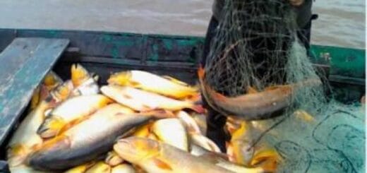 alt="ejemplares de dorados en un bote, a un lado un pescador y una red"