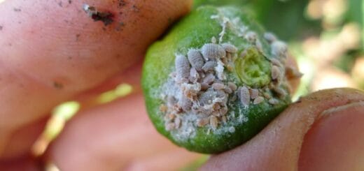 alt="en la imagen puede verse un fruto afectado por el cotonet"