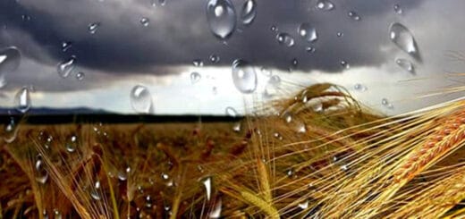 alt="en la imagen puede verse la lluvia sobre un campo sembrado de trigo"