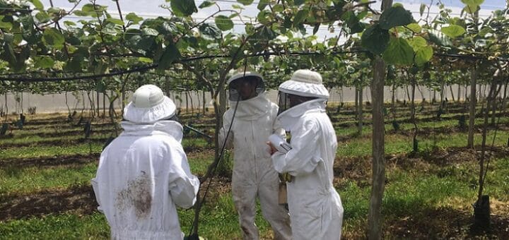 alt="trabajadores vestidos como apicultores en una plantación de arándanos"