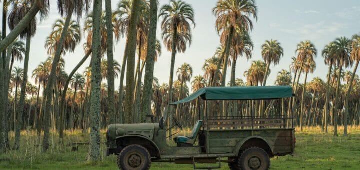 alt="en la imagen puede verse parte del palmar de Colón y un vehículo todoterreno"