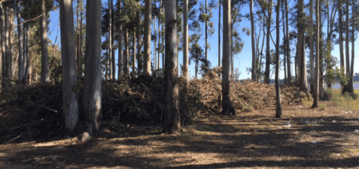 alt="Con el objetivo puesto en la declaración del perilago como reserva natural se busca reemplazar las especies exóticas por las nativas"