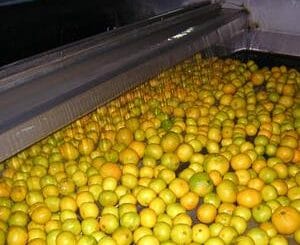 alt="en la imagen se ven frutas cítricas en una cinta transportadora"