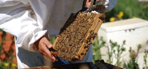 alt="en la imagen pueden verse las manos de un apicultor que sostienen parte de un panal"