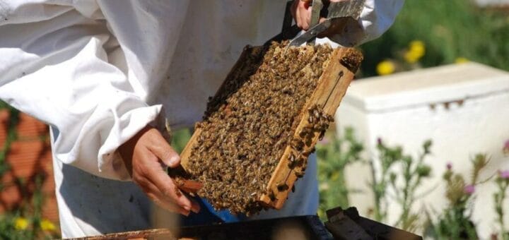 alt="en la imagen pueden verse las manos de un apicultor que sostienen parte de un panal"