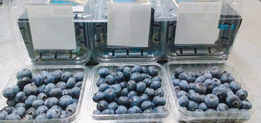 alt="Empresas productoras con sede o presencia en Concordia participaron de las negociaciones con Arabia Saudita: Extraberries/Gamorel SA, EarlyCrop SA, Gramm Agropecuaria SA, Berries del Sol SA, y Berries Mesopotámicos SA"