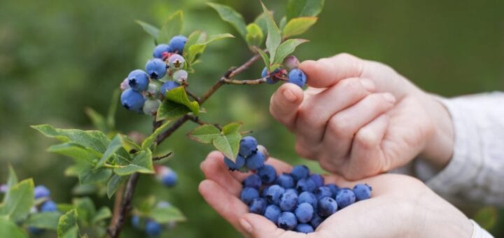 alt="en la fotografía puede verse una planta de arándanos y dos manos con arándanos"