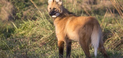 alt="Un aguará guazú fue filmado en un camino rural del Departamento Gualeguaychú"