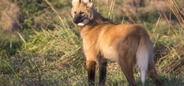 alt="Un aguará guazú fue filmado en un camino rural del Departamento Gualeguaychú"