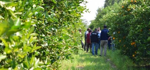 alt="Con el apoyo del gobierno provincial se llevó adelante de modo virtual la 40º Jornada Citrícola Nacional"