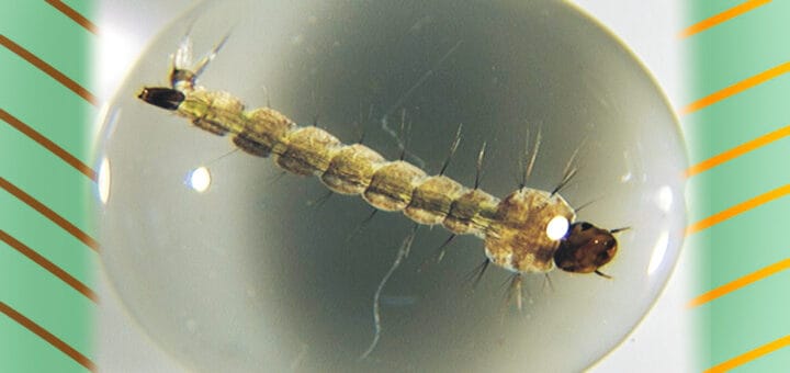 alt="en la imagen puede verse una larva de mosquito"