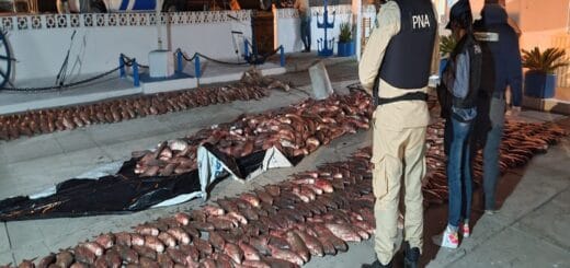 alt="Varias toneladas de sábalos fueron incautadas en el sur de la provincia"