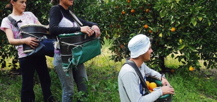alt="Los trabajadores de la citricultura uruguaya no alcanzan a cobrar los jornales mínimos establecidos por ley"