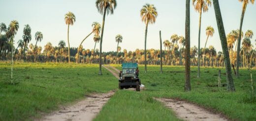 alt="un vehículo todoterreno avanza en un sendero entre palmeras"