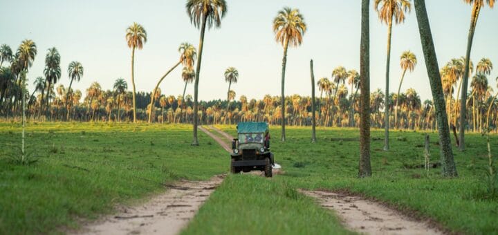 alt="un vehículo todoterreno avanza en un sendero entre palmeras"