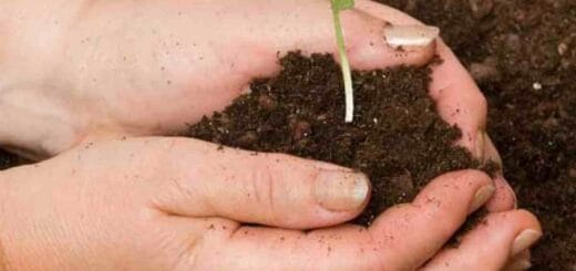 alt="Habrá una nueva edición del curso-taller de Buenas Prácticas Agrícolas (BPA) aplicadas a la producción frutihortícola destinado a docentes de escuelas agrotécnicas"