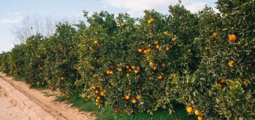 alt="Políticos españoles aseguran que los citricultores de Valencia no se benefician con un tratado con el Mercosur"