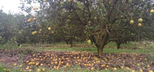 alt="Citricultores misioneros advierten que el sector está en vías de desaparición"