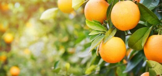 alt="Está previsto analizar el uso agrícola en el departamento de Diamante, el uso citrícola en Federación, y arrocero en Villaguay y San Salvador"