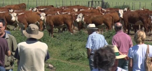 alt="El Plan Nacional de Control y Erradicación de Brucelosis Bovina ha causado rechazo entre productores y veterinarios de Entre Ríos"
