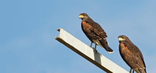 alt="Pareja de gavilanes mixtos - a la izquierda la hembra, a la derecha el macho-"