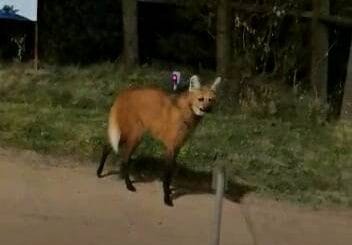 alt="Un ejemplar de aguará guazú fue detectado en el interior de una empresa citrícola en Salto (Uruguay)"