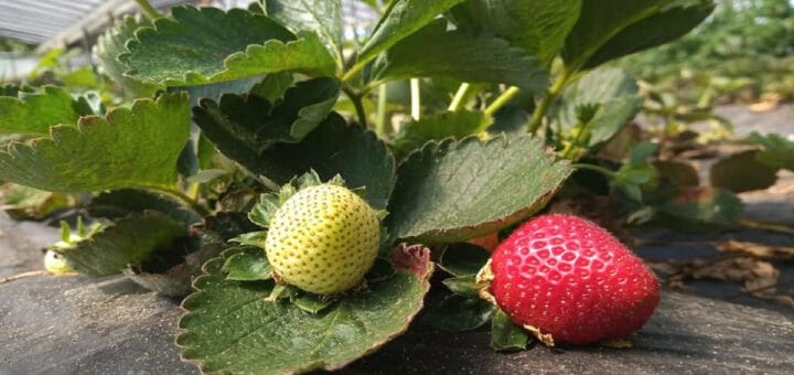 alt="Frutillas producidas en Federación con cuidado del medioambiente"